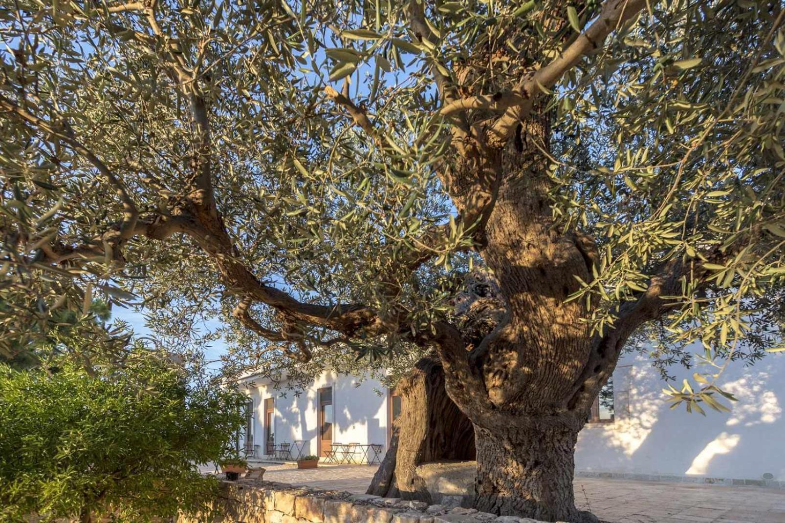 Masseria Fanizzi Conversano Room photo